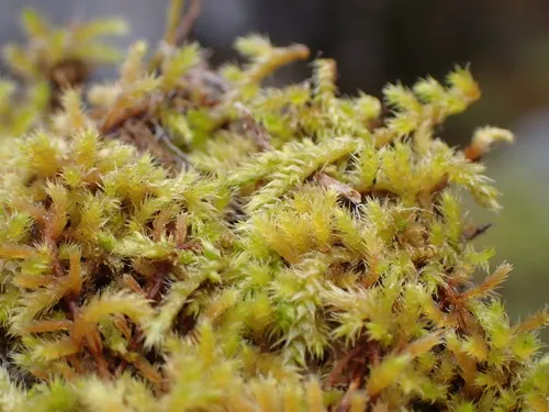 Dense-rooted Leske's Moss