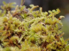 Dense-rooted Leske's Moss thumbnail 1