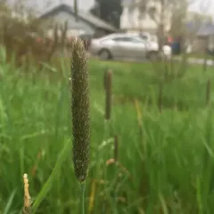 Meadow Foxtail thumbnail 2