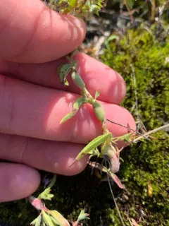Eteobalea sexnotella thumbnail 3