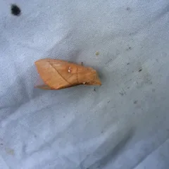 White-dotted Prominent thumbnail 3