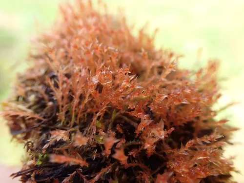 Weigel's Bryum Moss