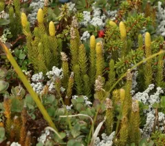 Northern Clubmoss thumbnail 2