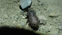 Dyslobus bakeri thumbnail 2