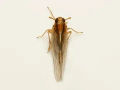 Muellerianella laminalis thumbnail 2