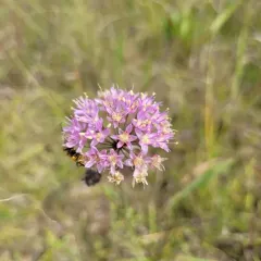 Prairie Onion thumbnail 3