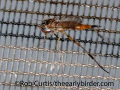 Stylogaster biannulata thumbnail 3