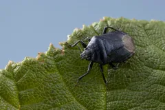 Blue Shield Bug thumbnail 2