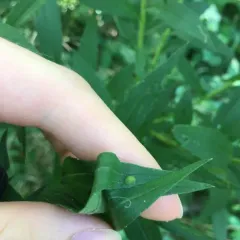 Asphondylia solidaginis thumbnail 3