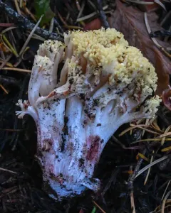 Ramaria rubiginosa thumbnail 2