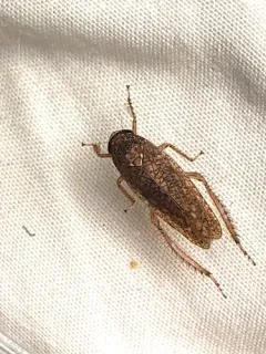 Texananus longipennis thumbnail 2