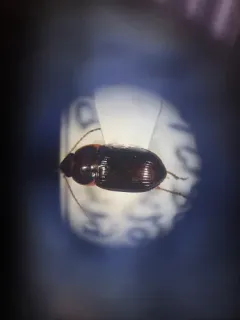 Red Harp Ground Beetle thumbnail 4