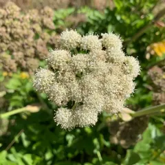 Henderson's angelica thumbnail 3