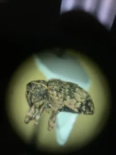 Pigweed Curculio thumbnail 4