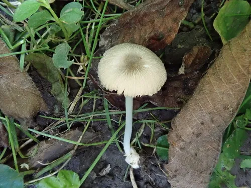 Volvariella nigrodisca