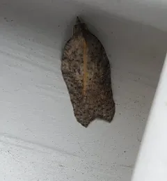 Hook-winged Tortrix Moth thumbnail 3