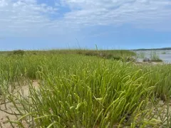 perennial glasswort thumbnail 3