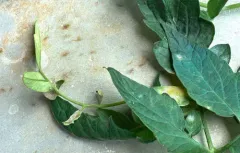 Erysiphe neolycopersici thumbnail 3