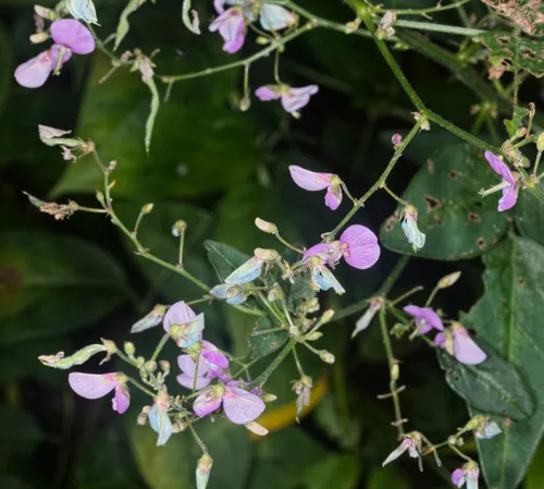tall tick-trefoil