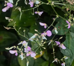 tall tick-trefoil thumbnail 1