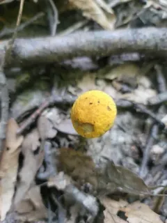 Leccinellum luteum thumbnail 2