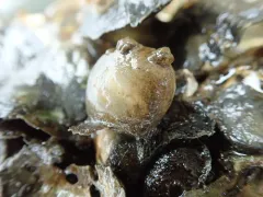 Northern Sea Squirt thumbnail 3