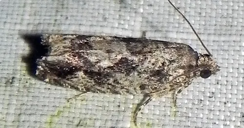 Gretchena concitatricana