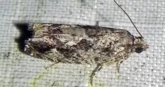 Gretchena concitatricana thumbnail 1