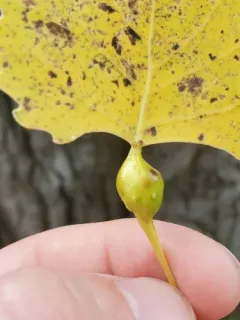 Cherubic Poplar Petiole-gall Aphid thumbnail 3