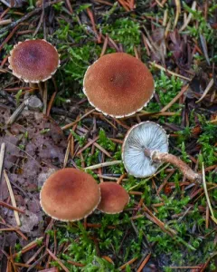 Cystodermella granulosa thumbnail 2