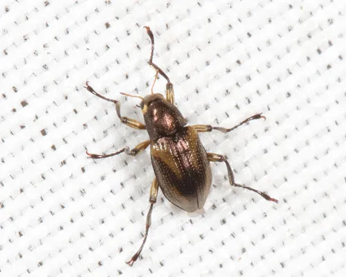 Heterlimnius elegans