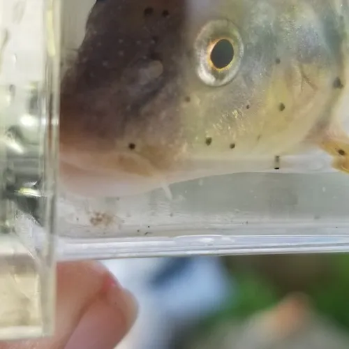 River Chub