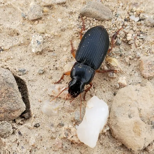 Pennsylvania Dingy Ground Beetle