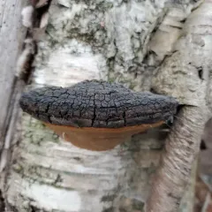 Phellinus nigricans thumbnail 4