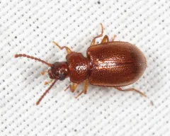 Anaedus brunneus thumbnail 1