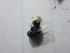 Perilampus hyalinus thumbnail 2