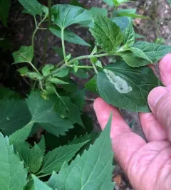Calycomyza eupatoriphaga thumbnail 4