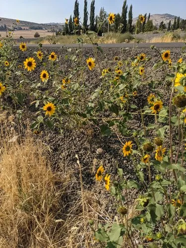 Bolander's Sunflower