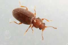 Serrated Minute Scavenger Beetle thumbnail 3
