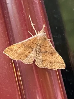 Chocolate Renia Moth thumbnail 4