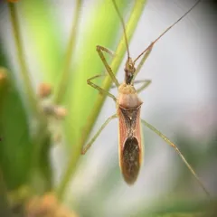 Leafhopper Assassin Bug thumbnail 4