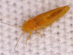 Psylla striata thumbnail 2