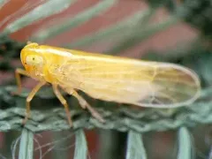 Prokelisia crocea thumbnail 2