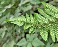 Anderson's holly fern thumbnail 2