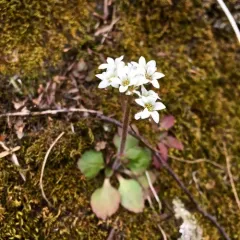 Virginia saxifrage thumbnail 2