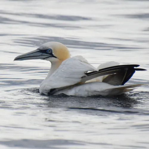 Northern Gannet