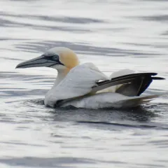Northern Gannet thumbnail 1