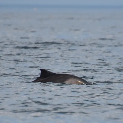 Harbour Porpoise