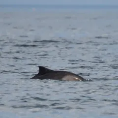 Harbour Porpoise thumbnail 1