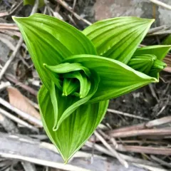 green false hellebore thumbnail 2